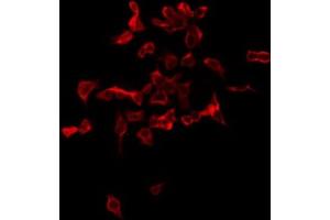 ABIN6276230 staining HepG2 by IF/ICC. (TMEM145 抗体  (N-Term))