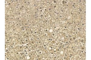 RUFY3 Mouse Monoclonal Antibody at 1/100 staining human normal liver tissue by IHC-P. (RUFY3 抗体)