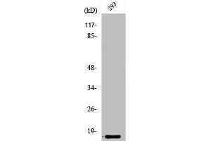 Western Blot analysis of Jurkat cells using Ribosomal Protein L35 Polyclonal Antibody (RPL35 抗体  (Internal Region))