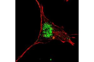 Fluorescent confocal image of SY5Y cells stained with (ABIN655898 and ABIN2845298) KLF4 (C-term) antibody. (KLF4 抗体  (C-Term))