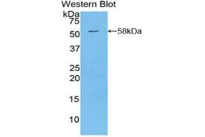 Western Blotting (WB) image for anti-Kallikrein 6 (KLK6) (AA 26-261) antibody (ABIN3208076) (Kallikrein 6 抗体  (AA 26-261))