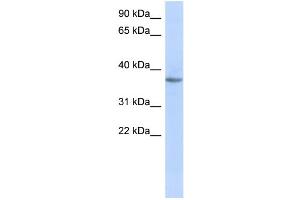 Western Blotting (WB) image for anti-Olfactory Receptor, Family 10, Subfamily X, Member 1 (OR10X1) (Middle Region) antibody (ABIN2787712)