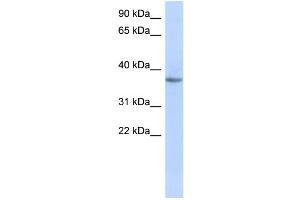 WB Suggested Anti-OR10X1 Antibody Titration: 0. (OR10X1 抗体  (Middle Region))