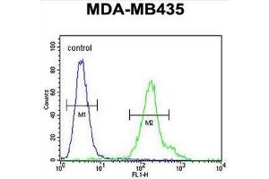 CU002 Antibody (C-term) flow cytometric analysis of MDA-MB435 cells (right histogram) compared to a negative control cell (left histogram). (EIF3A 抗体  (C-Term))
