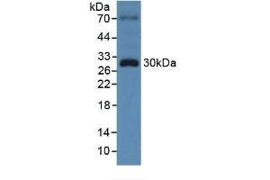 Detection of TOR3A in Human 293T Cells using Polyclonal Antibody to Torsin 3A (TOR3A)