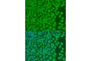 Immunofluorescence analysis of U2OS cells using PCBP1 antibody. (PCBP1 抗体  (AA 100-200))