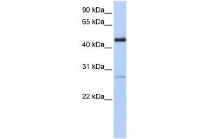 WB Suggested Anti-NR2F1 Antibody Titration:  0. (NR2F1 抗体  (C-Term))