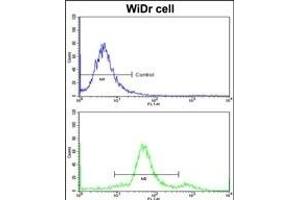 Flow cytometric analysis of widr cells using YWHAG Antibody (Center)(bottom histogram) compared to a negative control cell (top histogram)FITC-conjugated goat-anti-rabbit secondary antibodies were used for the analysis. (14-3-3 gamma 抗体  (AA 136-164))