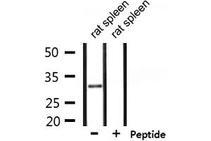 Western blot analysis of extracts from rat spleen, using SMUG1 Antibody. (SMUG1 抗体  (Internal Region))