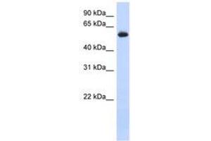 Image no. 1 for anti-Fyn-Related Kinase (FRK) (AA 35-84) antibody (ABIN6741263) (FRK 抗体  (AA 35-84))