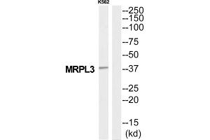 Western Blotting (WB) image for anti-Mitochondrial Ribosomal Protein L3 (MRPL3) (Internal Region) antibody (ABIN1851574) (MRPL3 抗体  (Internal Region))