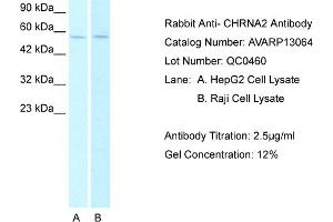 Western Blotting (WB) image for anti-Cholinergic Receptor, Nicotinic, alpha 2 (Neuronal) (CHRNA2) (N-Term) antibody (ABIN184249) (CHRNA2 抗体  (N-Term))