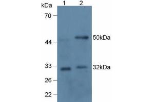 Mouse Detection antibody from the kit in WB with Positive Control: Lane1: Human 293T Cells; Lane2: Rat Thymus Tissue. (RANKL ELISA 试剂盒)