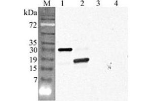 Western blot analysis using anti-CTRP5 (GD) (human), pAb  at 1:4'000 dilution. (CTRP5 抗体  (Globular Domain))