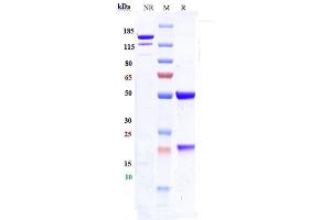 Anti-ICAM1 / CD54 Reference Antibody (bersanlimab) on SDS-PAGE under reducing (R) condition. (Recombinant ICAM1 (Bersanlimab Biosimilar) 抗体)