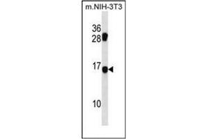 Western blot analysis of MDS1 Antibody (Center) in mouse NIH-3T3 cell line lysates (35ug/lane).