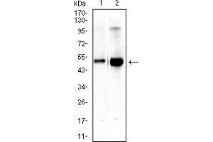 Western Blotting (WB) image for anti-Carcinoembryonic Antigen-Related Cell Adhesion Molecule 3 (CEACAM3) (AA 35-155) antibody (ABIN7193701)