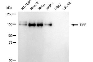 Western blotting analysis using TMF antibody (ABIN7800518). (Recombinant TMF1 抗体)