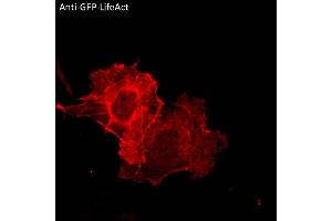 Immunofluorescence (IF) image for anti-Green Fluorescent Protein (GFP) antibody (ABIN7273023) (GFP 抗体)