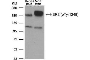 Western blot analysis of extracts from HepG2 cells treated with PMA and MCF cells treated with EGF, using HER2 (Phospho-Tyr1248) Antibody. (ErbB2/Her2 抗体  (pTyr1248))
