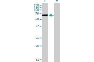 Western Blot analysis of PPP2R2C expression in transfected 293T cell line by PPP2R2C MaxPab polyclonal antibody. (PPP2R2C 抗体  (AA 1-430))