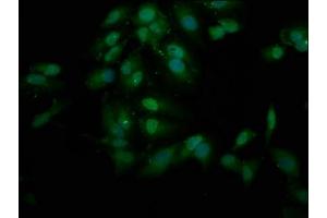 Immunofluorescence staining of Hela cells with ABIN7151021 at 1:200, counter-stained with DAPI. (FANCL 抗体  (AA 138-248))
