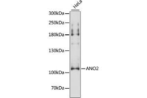Western blot analysis of extracts of HeLa cells, using ANO2 antibody (ABIN6291635) at 1:3000 dilution. (Anoctamin 2 抗体)