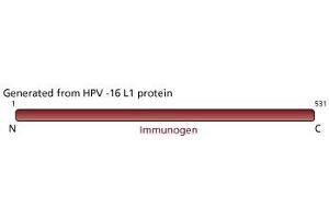 Image no. 2 for anti-L1 Protein antibody (ABIN967423) (L1 Protein 抗体)