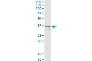 Immunoprecipitation of MYD88 transfected lysate using anti-MYD88 MaxPab rabbit polyclonal antibody and Protein A Magnetic Bead , and immunoblotted with MYD88 purified MaxPab mouse polyclonal antibody (B02P) . (MYD88 抗体  (AA 1-296))