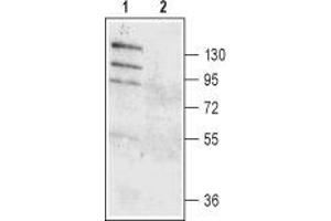 Western Blotting (WB) image for anti-Anoctamin 1, Calcium Activated Chloride Channel (ANO1) (AA 679-694), (Extracellular) antibody (ABIN7042927)
