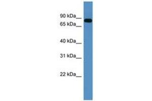 Image no. 1 for anti-Collagen, Type IX, alpha 3 (COL9A3) (AA 507-556) antibody (ABIN6746558)
