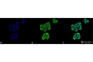 Immunocytochemistry/Immunofluorescence analysis using Mouse Anti-GRP78 Monoclonal Antibody, Clone 6H4-2G7 . (GRP78 抗体  (Atto 390))