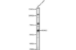 Western blot analysis of extracts of Mouse testis, using RUNX2 antibody (ABIN3016833, ABIN3016834, ABIN3016835 and ABIN6219851) at 1:1000 dilution.