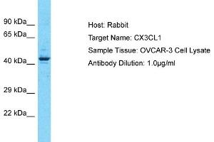 Host: Rabbit Target Name: CX3CL1 Sample Type: OVCAR-3 Whole Cell lysates Antibody Dilution: 3. (CX3CL1 抗体  (Middle Region))