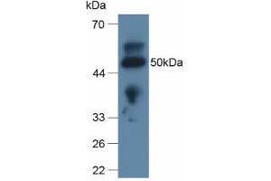 Western blot analysis of Rat Lung Tissue. (Apolipoprotein L 2 抗体  (AA 186-337))