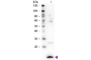 Western Blot of Rabbit Anti-Beta-2-Microglobulin antibody. (beta-2 Microglobulin 抗体)