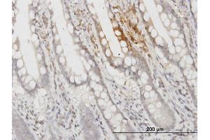Immunoperoxidase of monoclonal antibody to APOF on formalin-fixed paraffin-embedded human small Intestine. (Apolipoprotein F 抗体  (AA 37-327))
