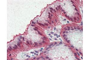 Anti-EMB antibody IHC of human stomach. (Embigin 抗体  (Internal Region))