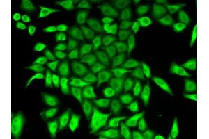 Immunofluorescence analysis of A549 cells using APRT antibody. (APRT 抗体  (AA 1-180))