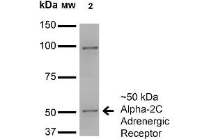 Western Blot analysis of Monkey COS cells transfected with HA-tagged Alpha-2C showing detection of ~50 kDa Alpha-2C Adrenergic Receptor protein using Mouse Anti-Alpha-2C Adrenergic Receptor Monoclonal Antibody, Clone S330A-80 . (ADRA2C 抗体  (AA 442-462))