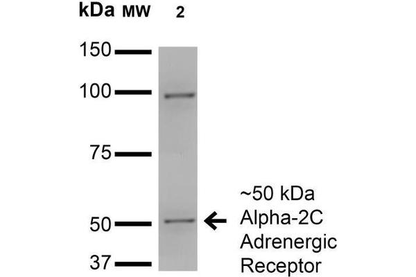 ADRA2C antibody  (AA 442-462)