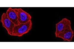 Immunofluorescence analysis of Hela cells using DDX1 mouse mAb. (DDX1 抗体  (AA 642-740))