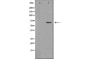 Western blot analysis of extracts from 293 cells, using T3JAM antibody. (TRAF3IP3 抗体  (Internal Region))