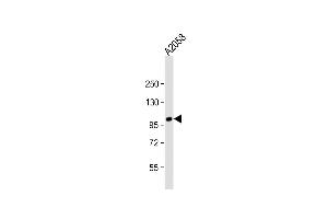 Anti-ADTS17 Antibody (N-term) at 1:2000 dilution +  whole cell lysate Lysates/proteins at 20 μg per lane. (ADAMTS17 抗体  (N-Term))