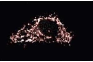 Immunofluorescent staining on SK-HEP-1 cells. (TOMM20 抗体  (AA 47-145))