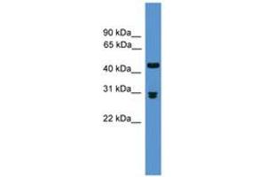 Image no. 1 for anti-Prodynorphin (PDYN) (AA 71-120) antibody (ABIN6746613) (PDYN 抗体  (AA 71-120))