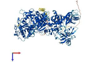 Nucleolar Protein 6 Protein (NOL6) (AA 1-1152) (His tag)