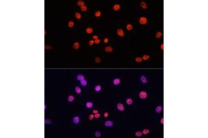 Immunofluorescence analysis of HeLa cells using MYCT1 antibody (ABIN7268717) at dilution of 1:100.