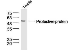 Mouse testis lysates probed withRabbit Anti-Lysosomal Protective Protein Polyclonal Antibody, Unconjugated  at 1:300 overnight at 4˚C. (CTSA 抗体  (AA 401-480))