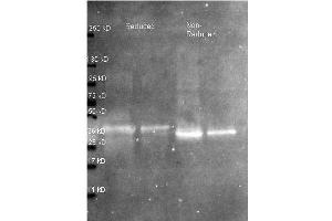 Western Blot of Rabbit anti-Ovalbumin antibody. (Ovalbumin 抗体  (FITC))